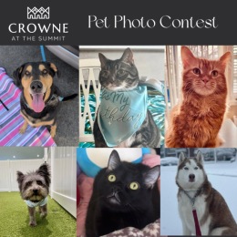 picture of cats and dogs